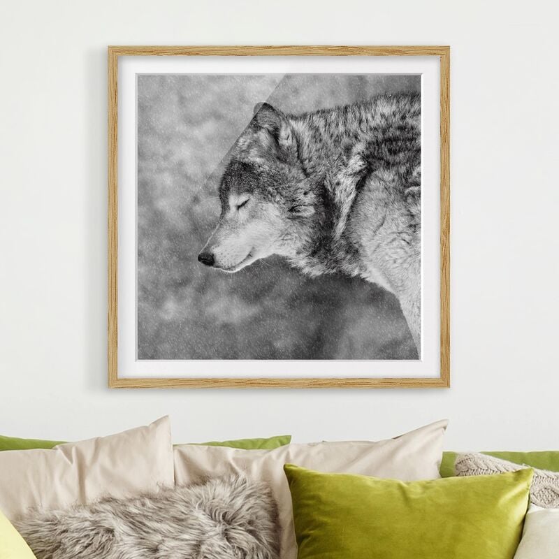 

Póster enmarcado - inverno Lupo Dimensión LxA: 30cm x 30cm, Marco: Roble