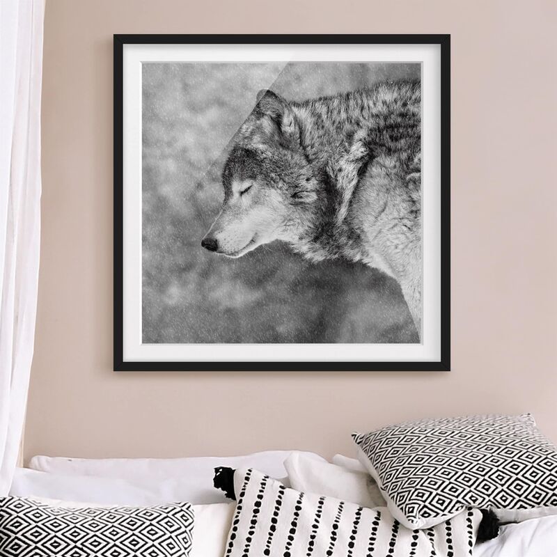

Póster enmarcado - inverno Lupo Dimensión LxA: 30cm x 30cm, Marco: Negro