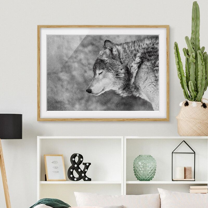 

Póster enmarcado - inverno Lupo Dimensión LxA: 70cm x 100cm, Marco: Roble