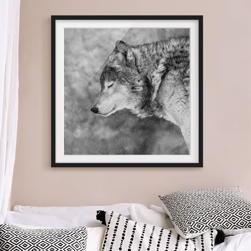 

Póster enmarcado - inverno Lupo Dimensión LxA: 50cm x 50cm, Marco: Negro
