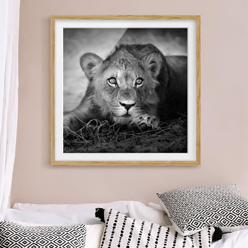 

Póster enmarcado - Lurking Lionbaby Dimensión LxA: 70cm x 70cm, Marco: Roble