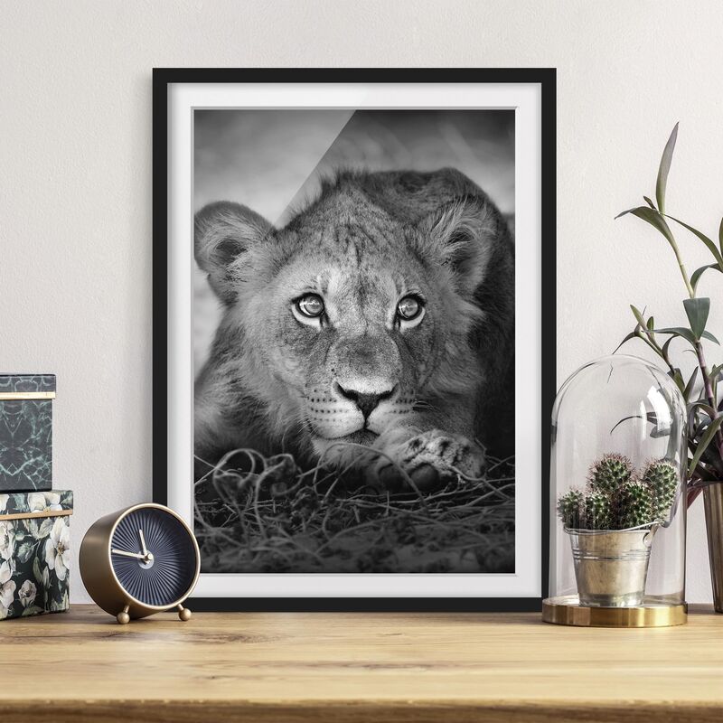 

Póster enmarcado - Lurking Lionbaby Dimensión LxA: 55cm x 40cm, Marco: Negro