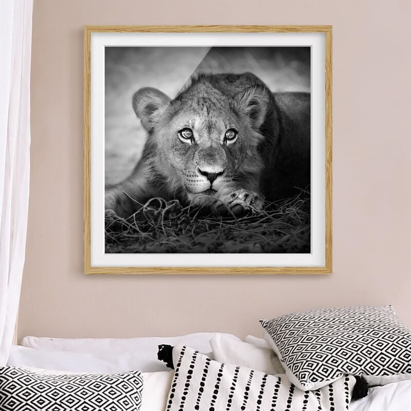 

Póster enmarcado - Lurking Lionbaby Dimensión LxA: 20cm x 20cm, Marco: Roble