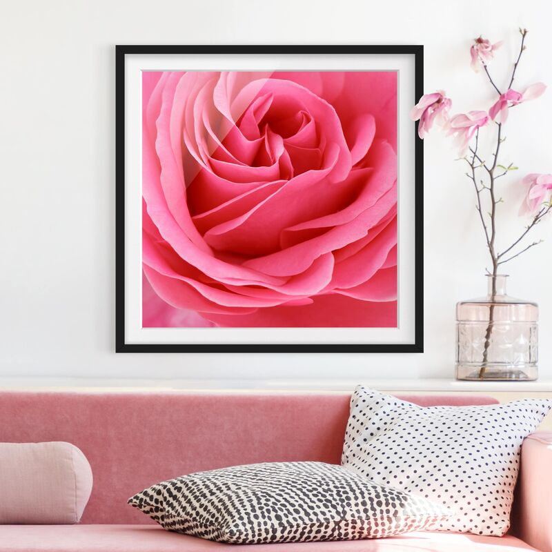 

Póster enmarcado - Lustful Pink Rose Dimensión LxA: 50cm x 50cm, Marco: Negro