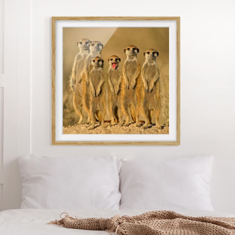 

Póster enmarcado - Meerkat Family Dimensión LxA: 50cm x 50cm, Marco: Roble