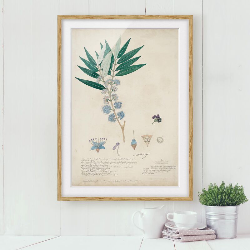 

Póster enmarcado - Melastomataceae - Angustifolium Dimensión LxA: 55cm x 40cm, Marco: Roble