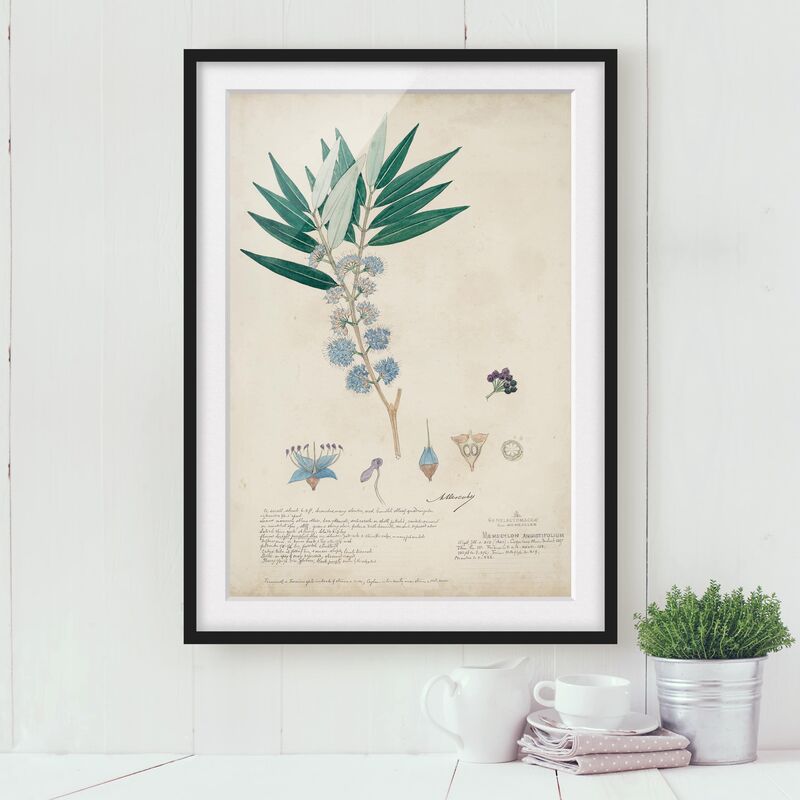 

Póster enmarcado - Melastomataceae - Angustifolium Dimensión LxA: 100cm x 70cm, Marco: Negro