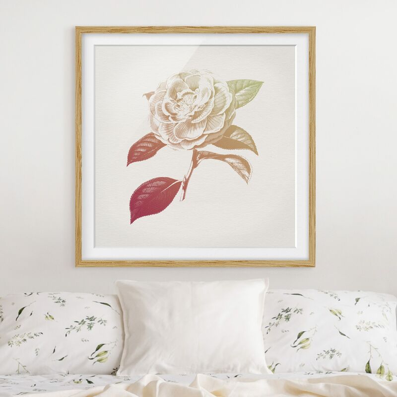 

Póster enmarcado - Moderna Vintage botanico Rosa Rosso Verde Dimensión LxA: 20cm x 20cm, Marco: Roble