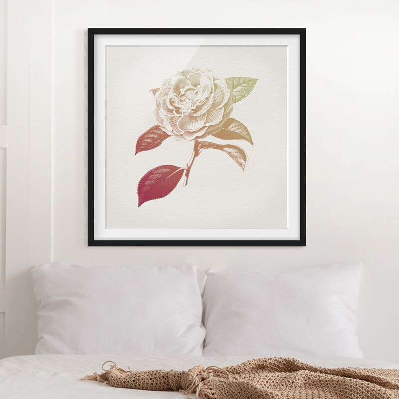 

Póster enmarcado - Moderna Vintage botanico Rosa Rosso Verde Dimensión LxA: 20cm x 20cm, Marco: Negro