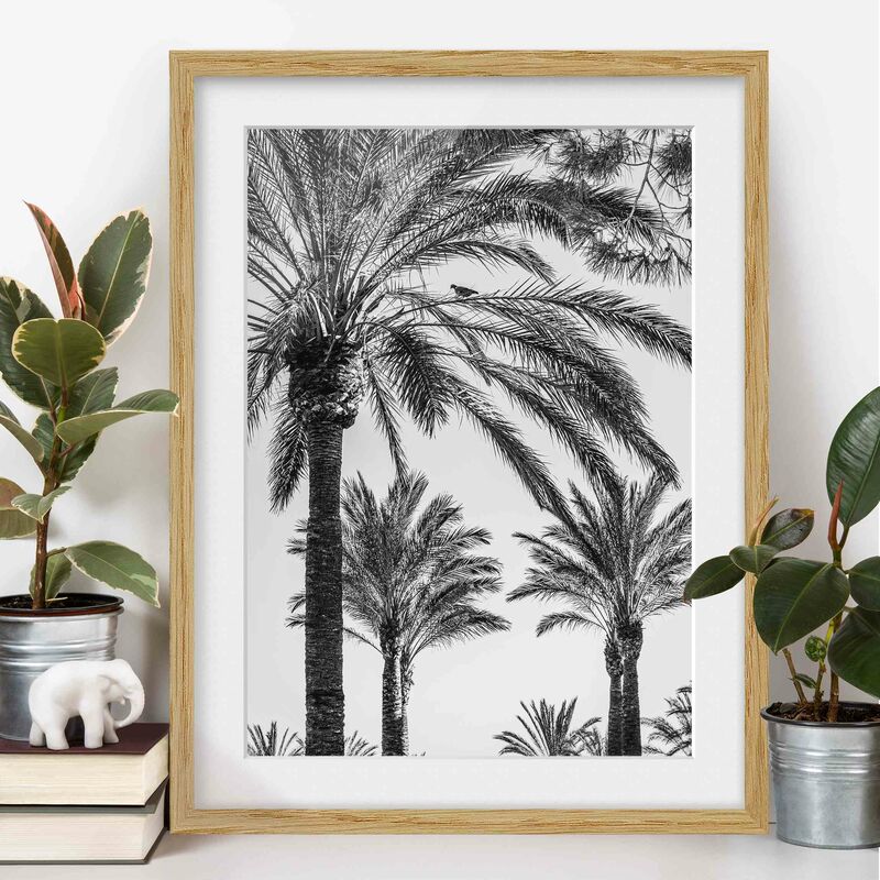 

Póster enmarcado - Palme Nel Tramonto Bianco e nero Dimensión LxA: 55cm x 40cm, Marco: Roble