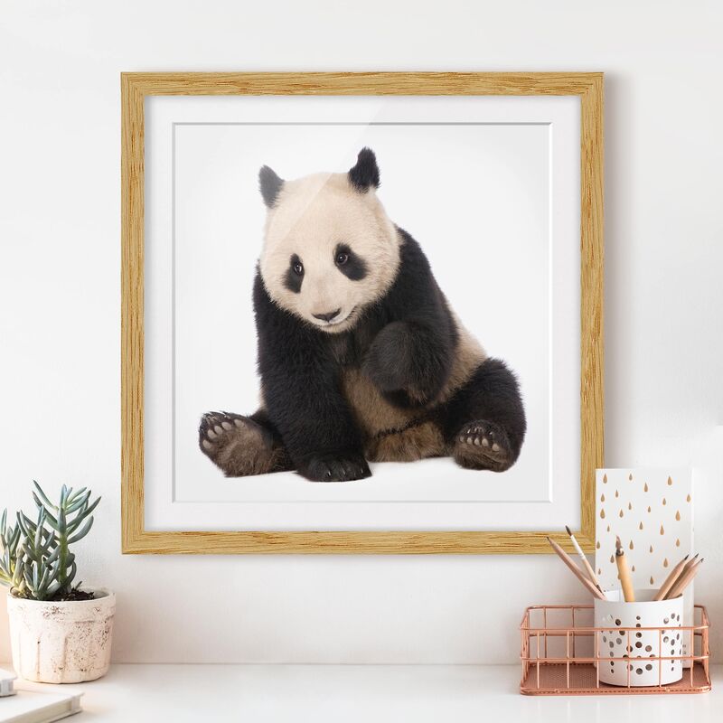 

Póster enmarcado - Panda Paws Dimensión LxA: 30cm x 30cm, Marco: Roble