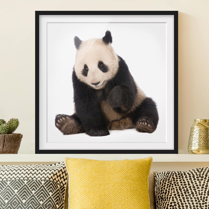 

Póster enmarcado - Panda Paws Dimensión LxA: 50cm x 50cm, Marco: Negro