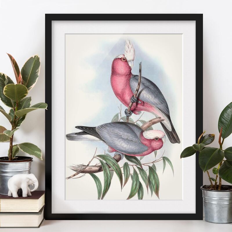 

Póster enmarcado - Pappagalli Pastello Ii Dimensión LxA: 55cm x 40cm, Marco: Negro