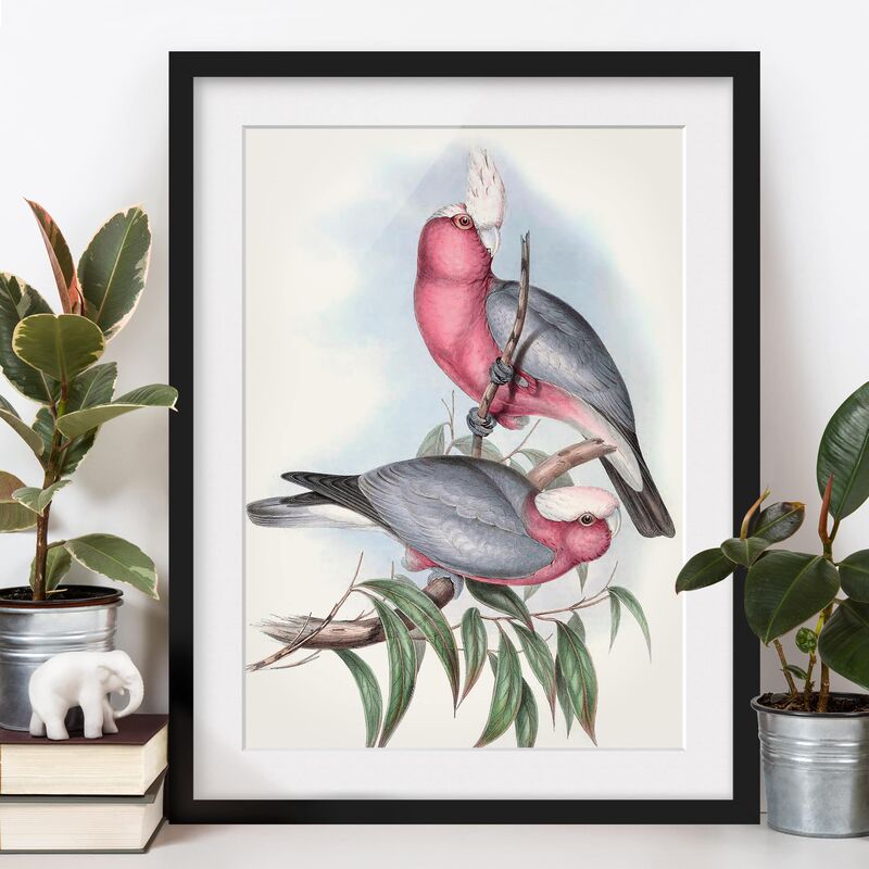 

Póster enmarcado - Pappagalli Pastello Ii Dimensión LxA: 24cm x 18cm, Marco: Negro