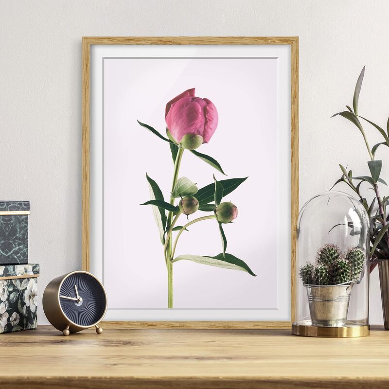 

Póster enmarcado - Peonia Rosa Su Bianco Dimensión LxA: 24cm x 18cm, Marco: Roble