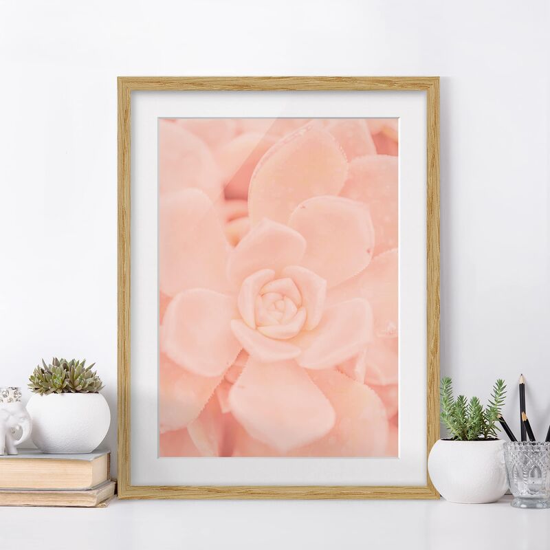 

Póster enmarcado - Pink Flower Magic Echeveria Dimensión LxA: 70cm x 50cm, Marco: Roble