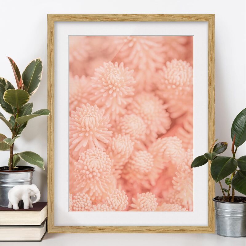 

Póster enmarcado - Pink Flowers Sedum Magic Dimensión LxA: 70cm x 50cm, Marco: Roble