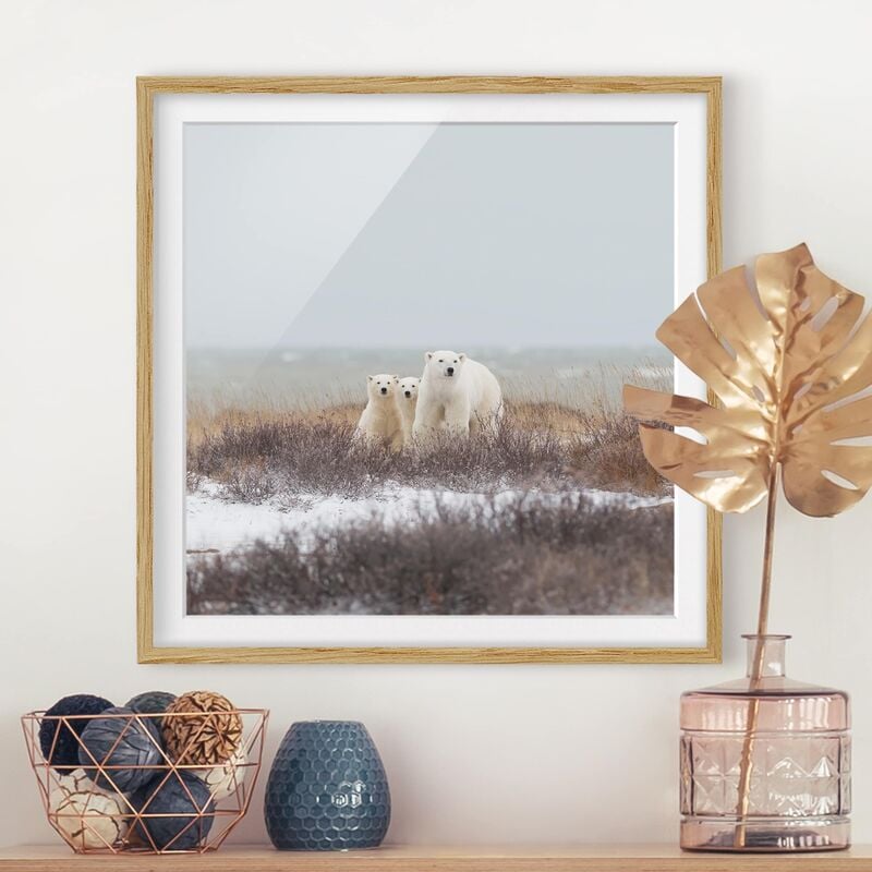 

Póster enmarcado - Orso polare e suoi cuccioli Dimensión LxA: 20cm x 20cm, Marco: Roble