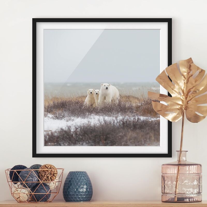 

Póster enmarcado - Orso polare e suoi cuccioli Dimensión LxA: 20cm x 20cm, Marco: Negro