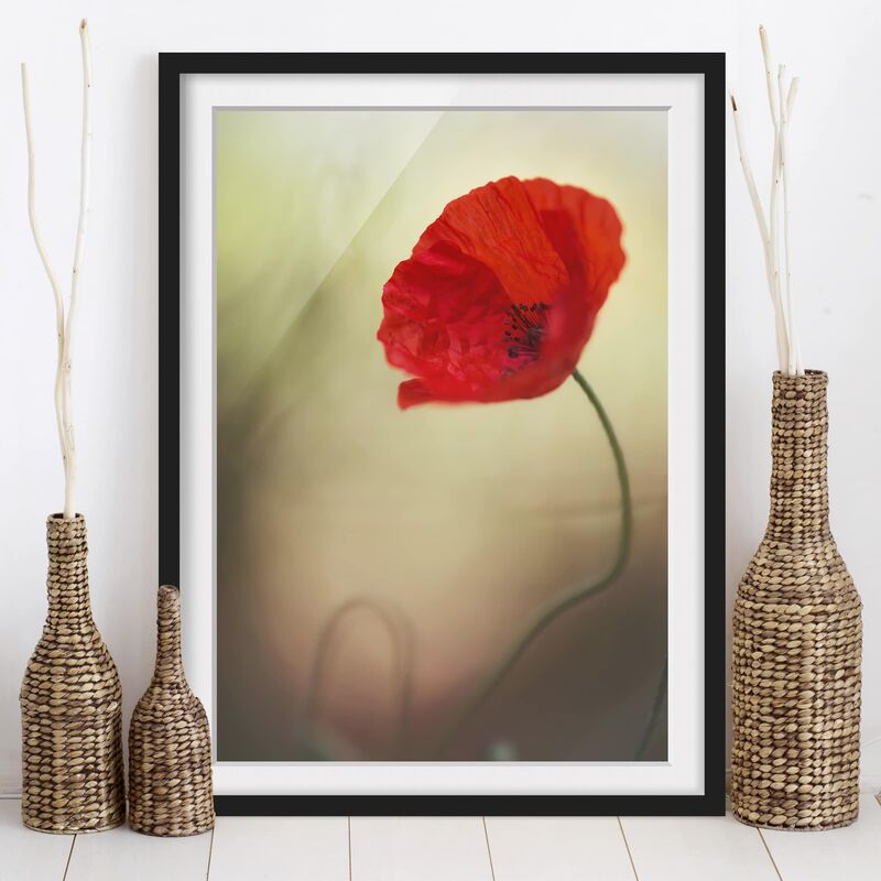 

Póster enmarcado - Poppy Flower In The Garden Dimensión LxA: 55cm x 40cm, Marco: Negro