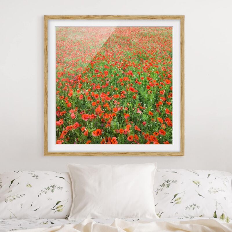 

Póster enmarcado - Poppy Field Dimensión LxA: 50cm x 50cm, Marco: Roble