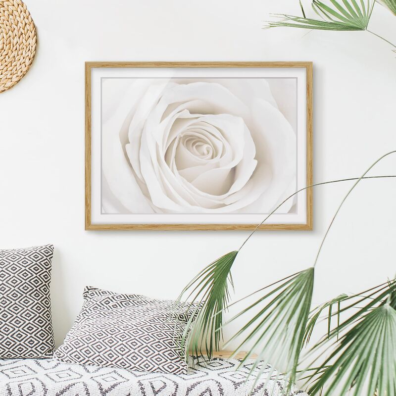 

Póster enmarcado - Pretty White Rose Dimensión LxA: 50cm x 70cm, Marco: Roble