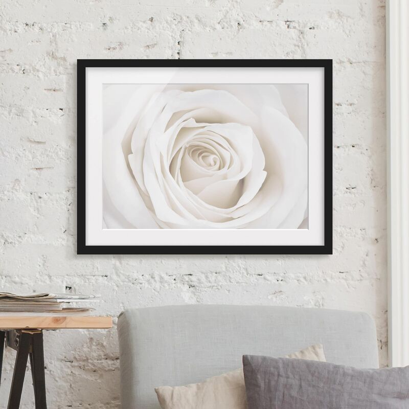 

Póster enmarcado - Pretty White Rose Dimensión LxA: 70cm x 100cm, Marco: Negro
