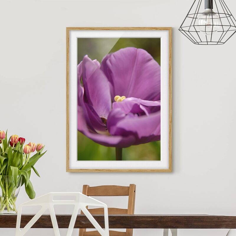 

Póster enmarcado - Purple Tulip Beauty Dimensión LxA: 100cm x 70cm, Marco: Roble