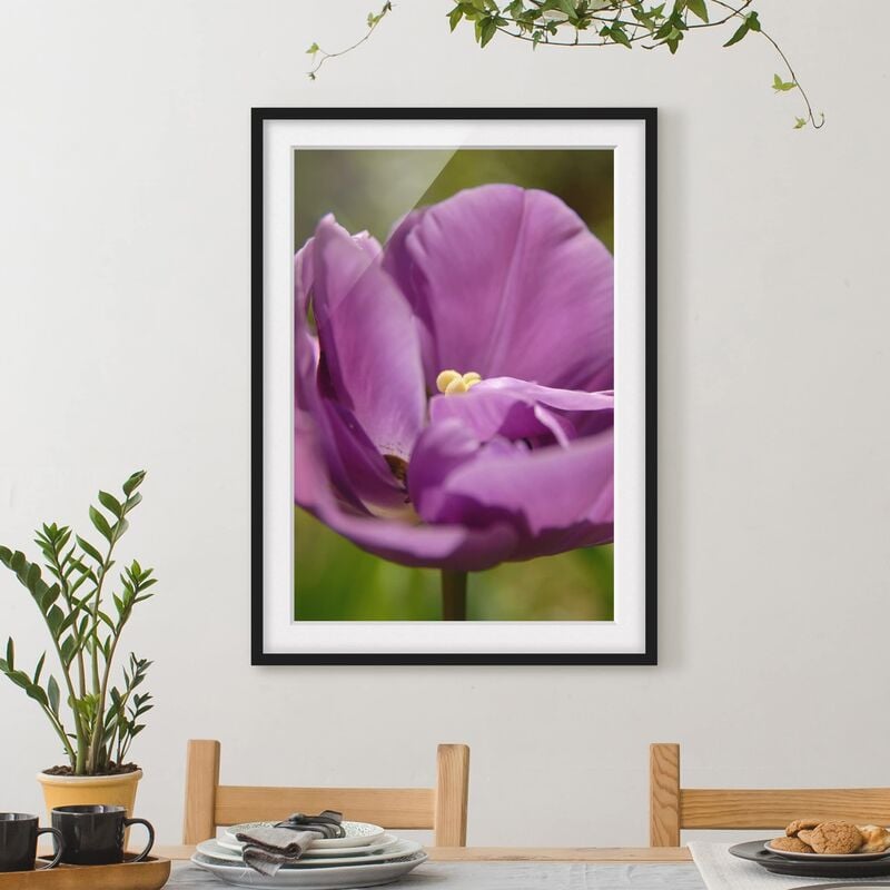 

Póster enmarcado - Purple Tulip Beauty Dimensión LxA: 40cm x 30cm, Marco: Negro