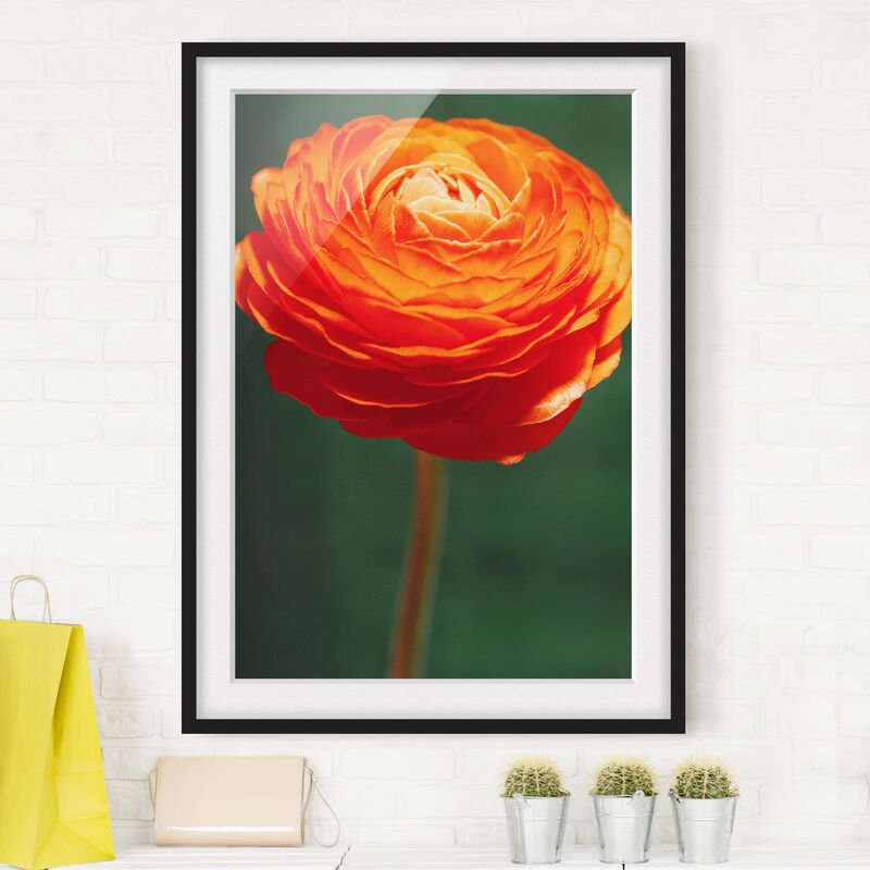 

Póster enmarcado - Ranunculus Pureness Dimensión LxA: 70cm x 50cm, Marco: Negro