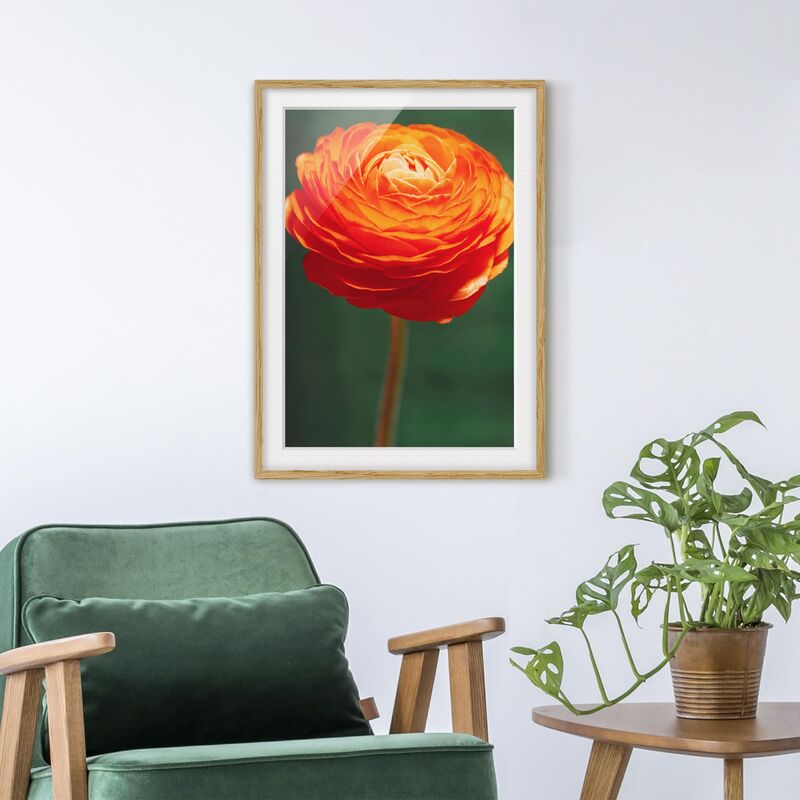 

Póster enmarcado - Ranunculus Pureness Dimensión LxA: 24cm x 18cm, Marco: Roble