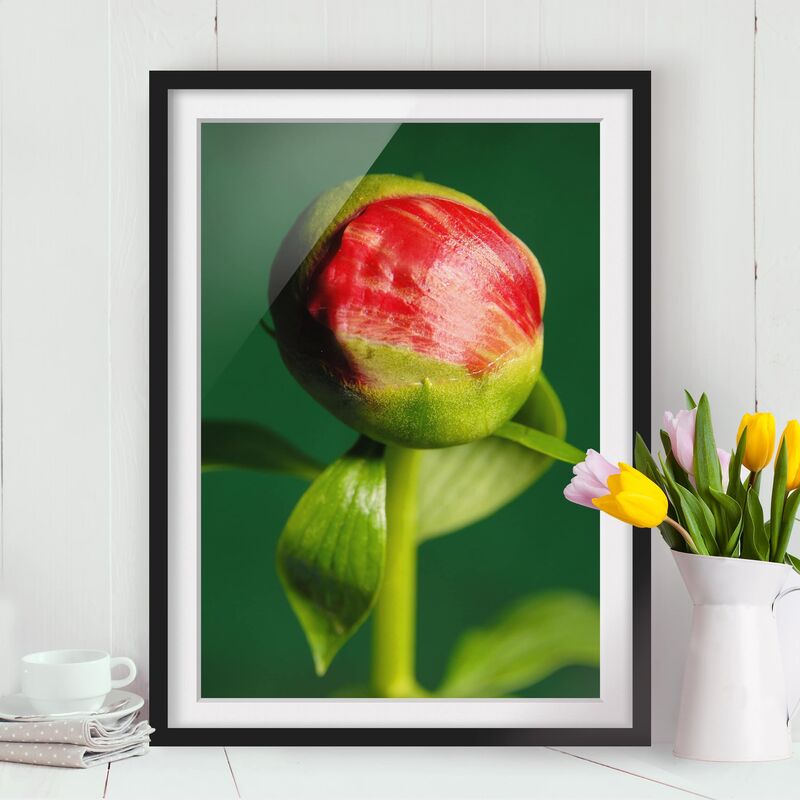 

Póster enmarcado - Red Peony I Dimensión LxA: 70cm x 50cm, Marco: Negro