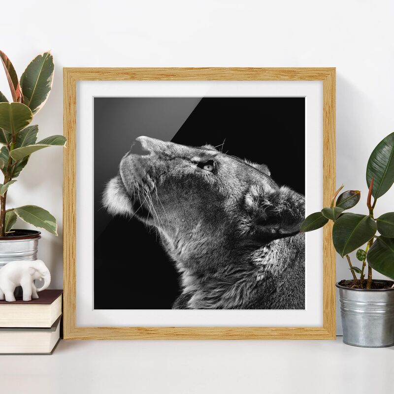 

Póster enmarcado - Ritratto di una leonessa Dimensión LxA: 20cm x 20cm, Marco: Roble