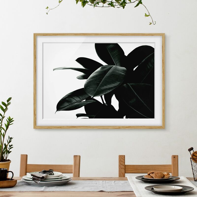 

Póster enmarcado - Foglie dell'albero della gomma in verde scuro Dimensión LxA: 40cm x 55cm, Marco: Roble