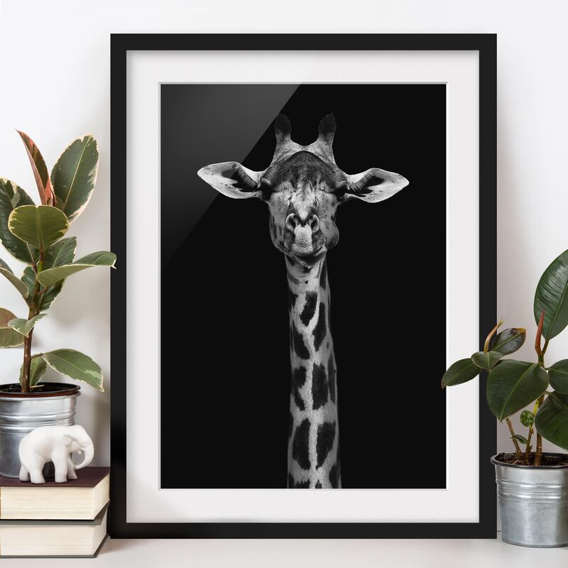 

Póster enmarcado - Scuro Ritratto della giraffa Dimensión LxA: 70cm x 50cm, Marco: Negro