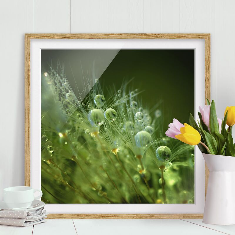 

Póster enmarcado - Semi verdi Sotto La Pioggia Dimensión LxA: 30cm x 30cm, Marco: Roble