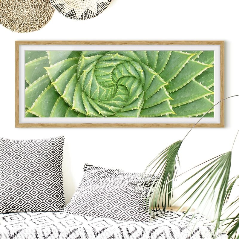 

Póster enmarcado - Aloe Spirale Dimensión LxA: 50cm x 130cm, Marco: Roble