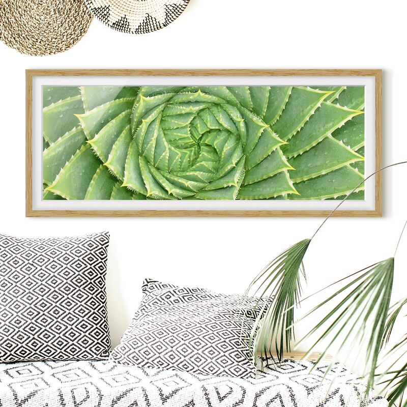 

Póster enmarcado - Aloe Spirale Dimensión LxA: 30cm x 75cm, Marco: Roble