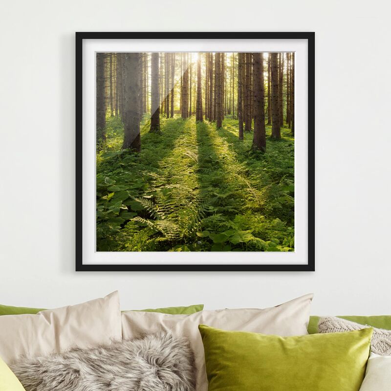 

Póster enmarcado - Sunbeams In Green Forest Dimensión LxA: 70cm x 70cm, Marco: Negro