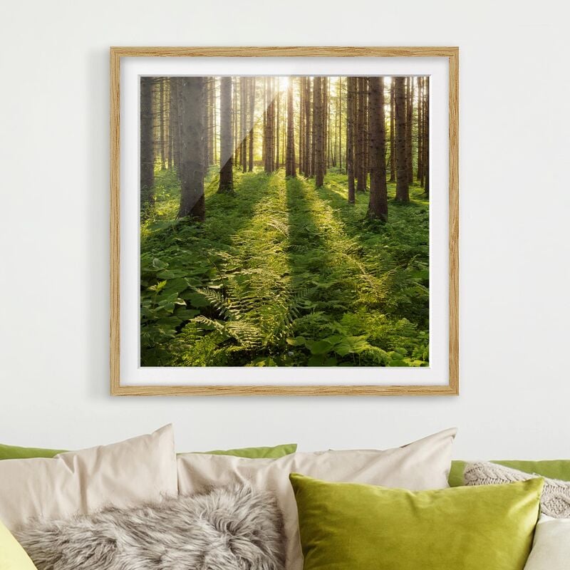 

Póster enmarcado - Sunbeams In Green Forest Dimensión LxA: 30cm x 30cm, Marco: Roble
