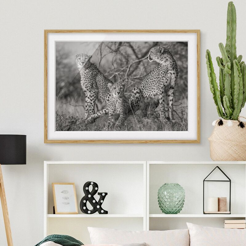 

Póster enmarcado - tre ghepardi Dimensión LxA: 40cm x 55cm, Marco: Roble