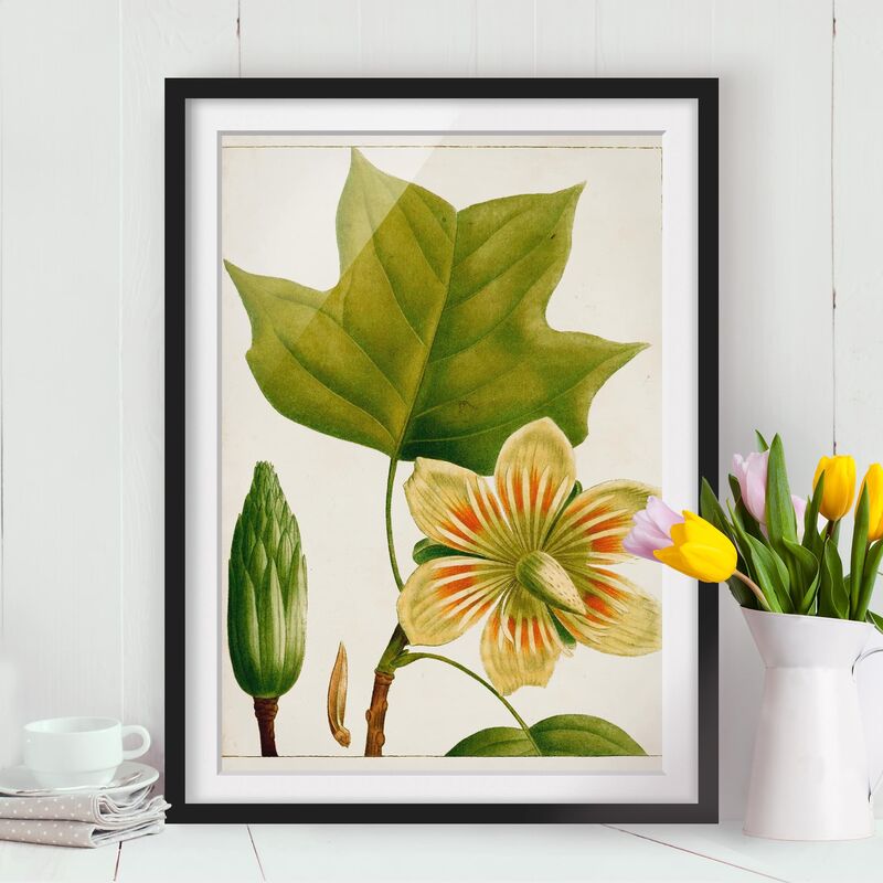 

Póster enmarcado - Foglia Tableau Fiore Frutta Iv Dimensión LxA: 100cm x 70cm, Marco: Negro