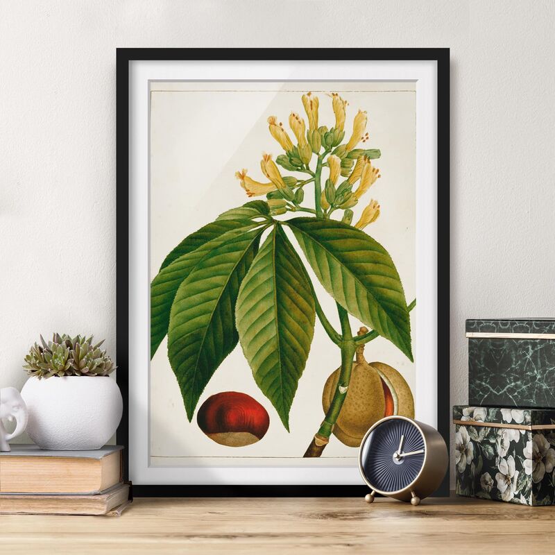 

Póster enmarcado - Foglia Tableau Fiore Frutta Vi Dimensión LxA: 24cm x 18cm, Marco: Negro