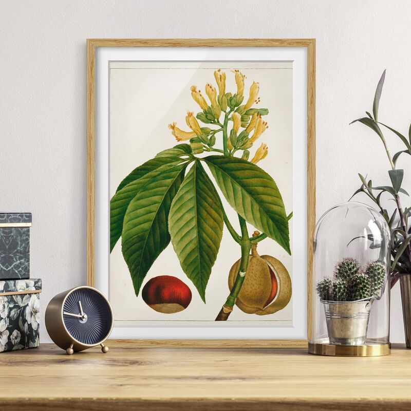 

Póster enmarcado - Foglia Tableau Fiore Frutta Vi Dimensión LxA: 70cm x 50cm, Marco: Roble