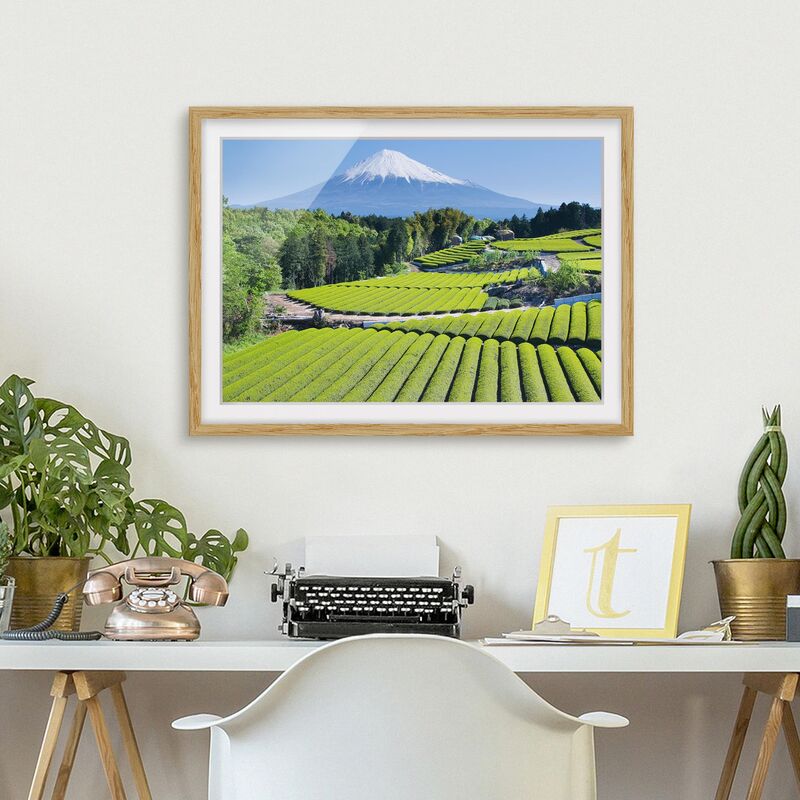 

Póster enmarcado - Tea Fields In Front Of The Fuji Dimensión LxA: 40cm x 55cm, Marco: Roble