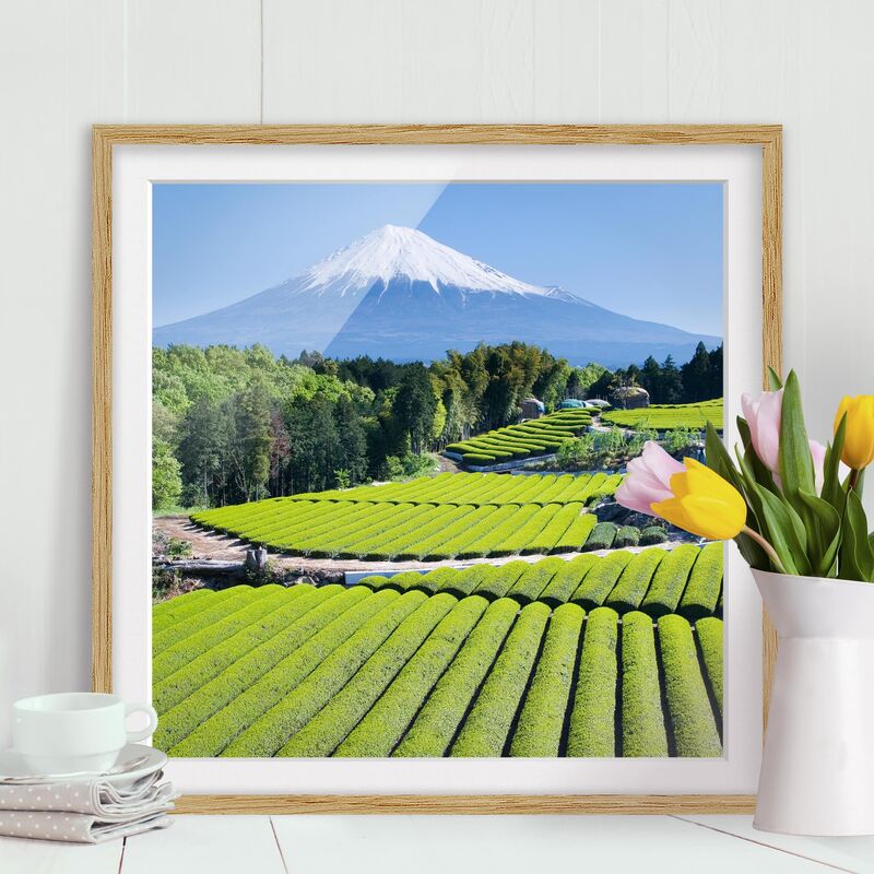 

Póster enmarcado - Tea Fields In Front Of The Fuji Dimensión LxA: 50cm x 50cm, Marco: Roble