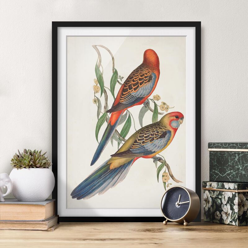 

Póster enmarcado - Tropical Parrot Ii Dimensión LxA: 70cm x 50cm, Marco: Negro