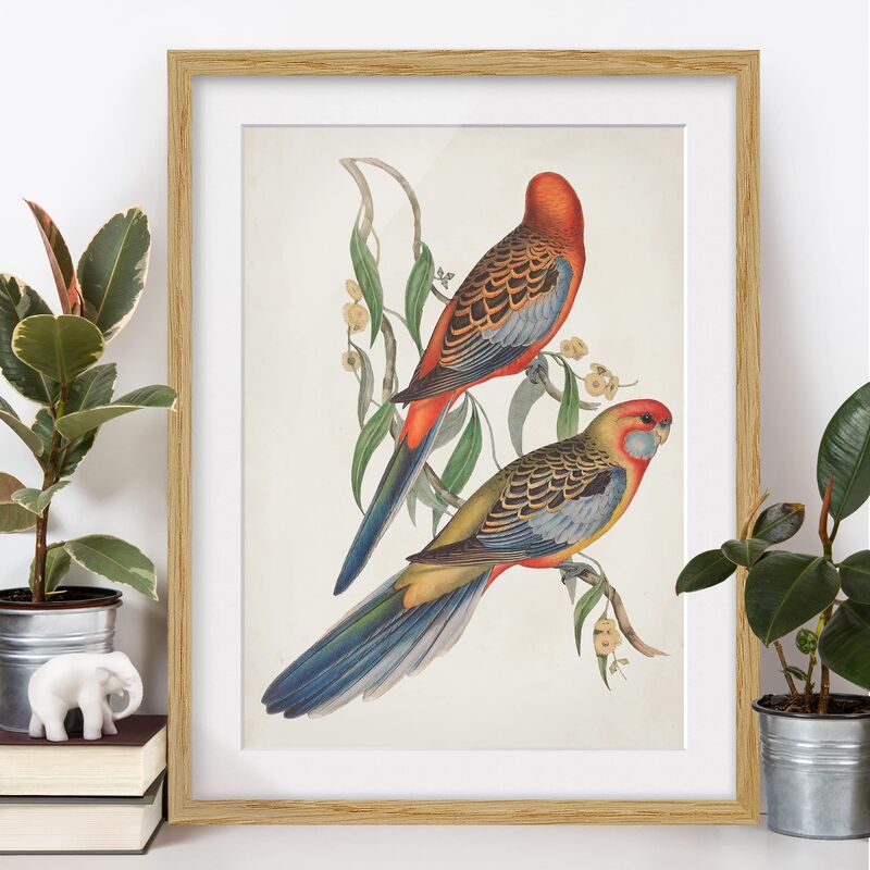

Póster enmarcado - Tropical Parrot Ii Dimensión LxA: 40cm x 30cm, Marco: Roble