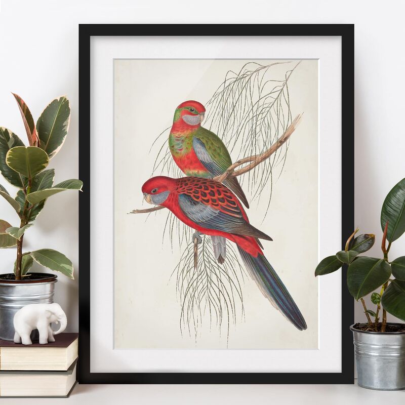 

Póster enmarcado - Tropical Parrot Iii Dimensión LxA: 70cm x 50cm, Marco: Negro