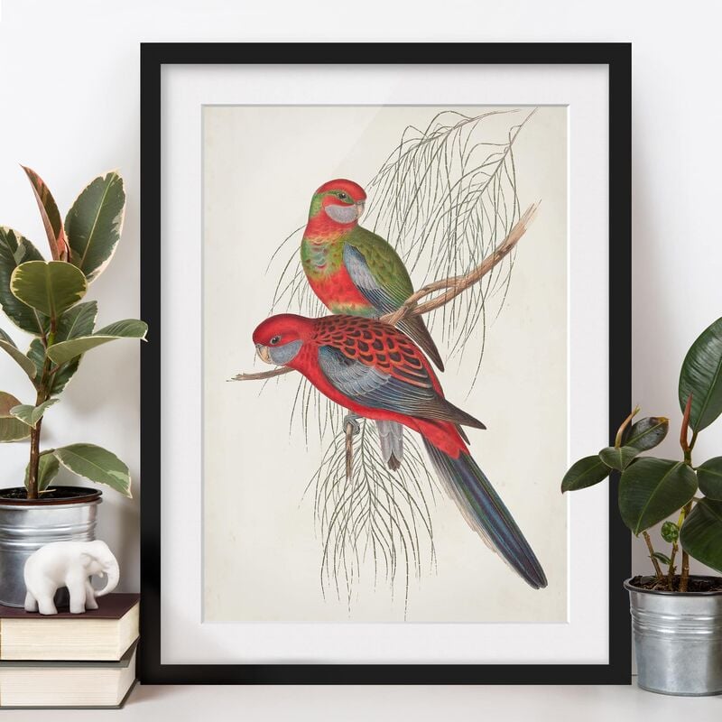 

Póster enmarcado - Tropical Parrot Iii Dimensión LxA: 55cm x 40cm, Marco: Negro